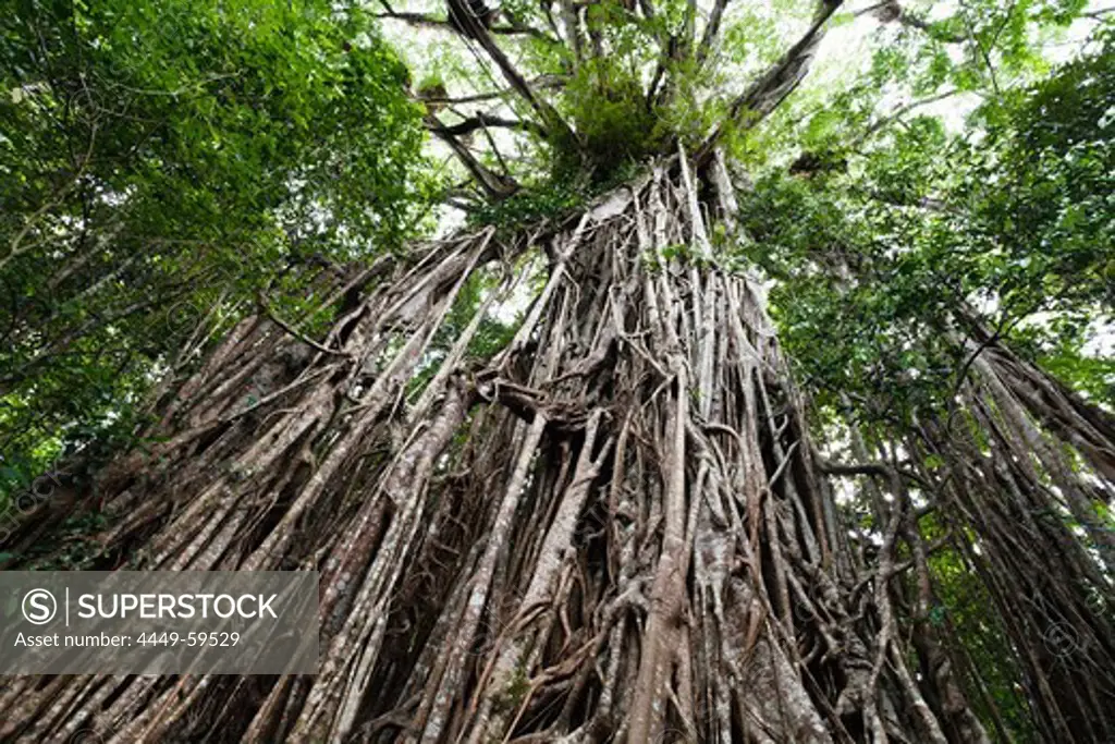 Strangler Fig Tree in the rainforest, Curtain Fig Tree National Park, Atherton Tablelands, Queensland, Australia