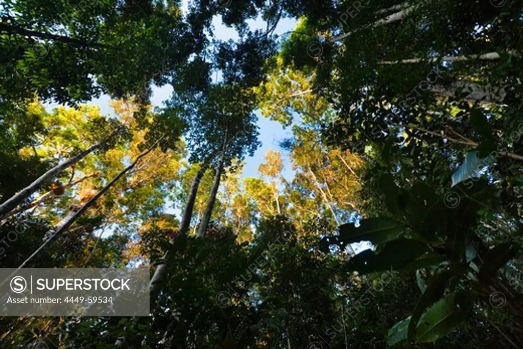 Low angle view of trees in the rainforest, Atherton Tablelands, Queensland, Australia