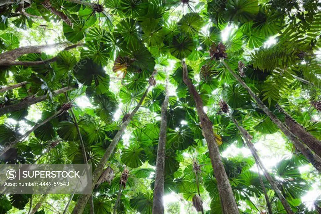 Low angle view of fan palms in rainforest, Licuala ramsayi, Daintree National Park, North Queensland, Australia