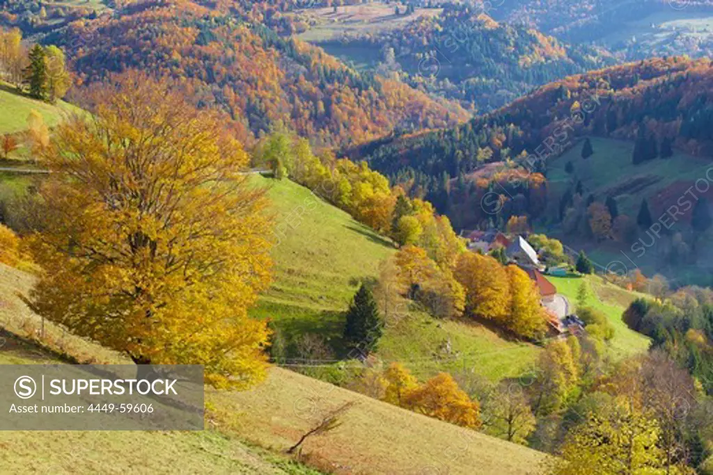 Autumn in Schoenau-Aitern, Wiesental, Southern part of Black Forest, Black Forest, Baden-Wuerttemberg, Germany, Europe