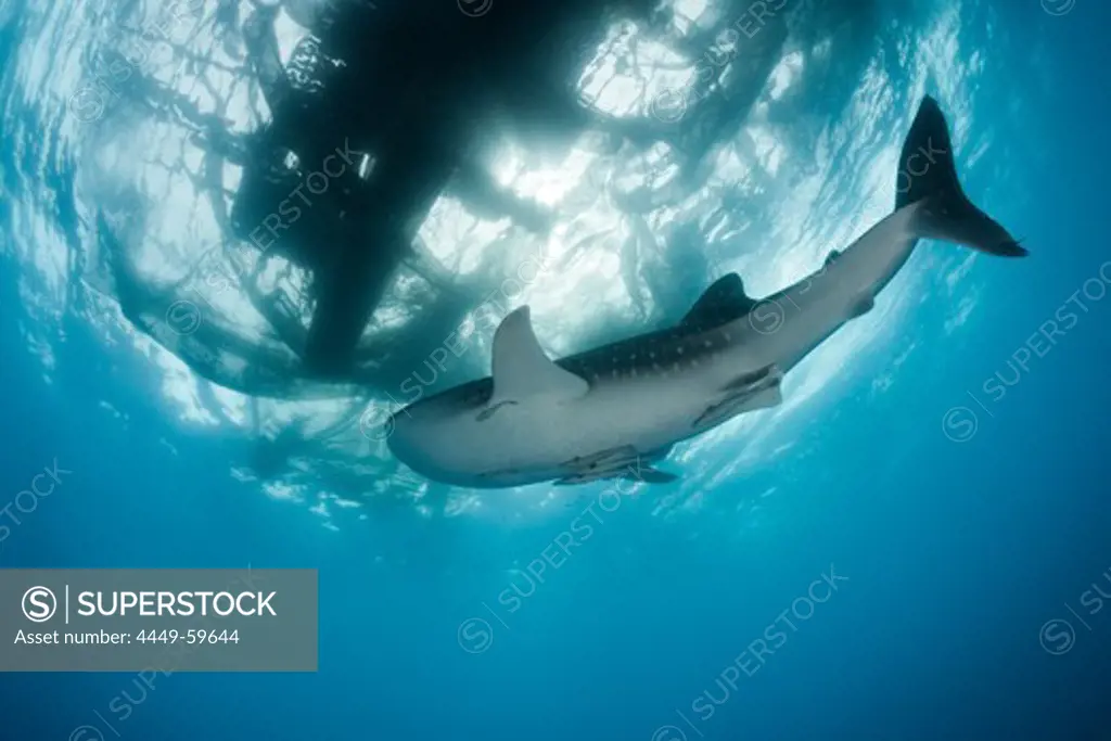 Whale Shark underneath Fishing Platform called Bagan, Rhincodon typus, Cenderawasih Bay, West Papua, Papua New Guinea, New Guinea, Oceania