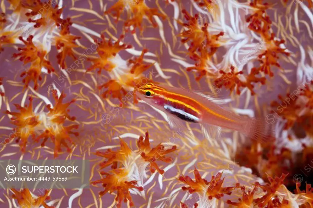 Pellucida Pygmy Goby in Soft Coral, Eciota pellucida, Cenderawasih Bay, WestPapua, Papua New Guinea, New Guinea, Oceania