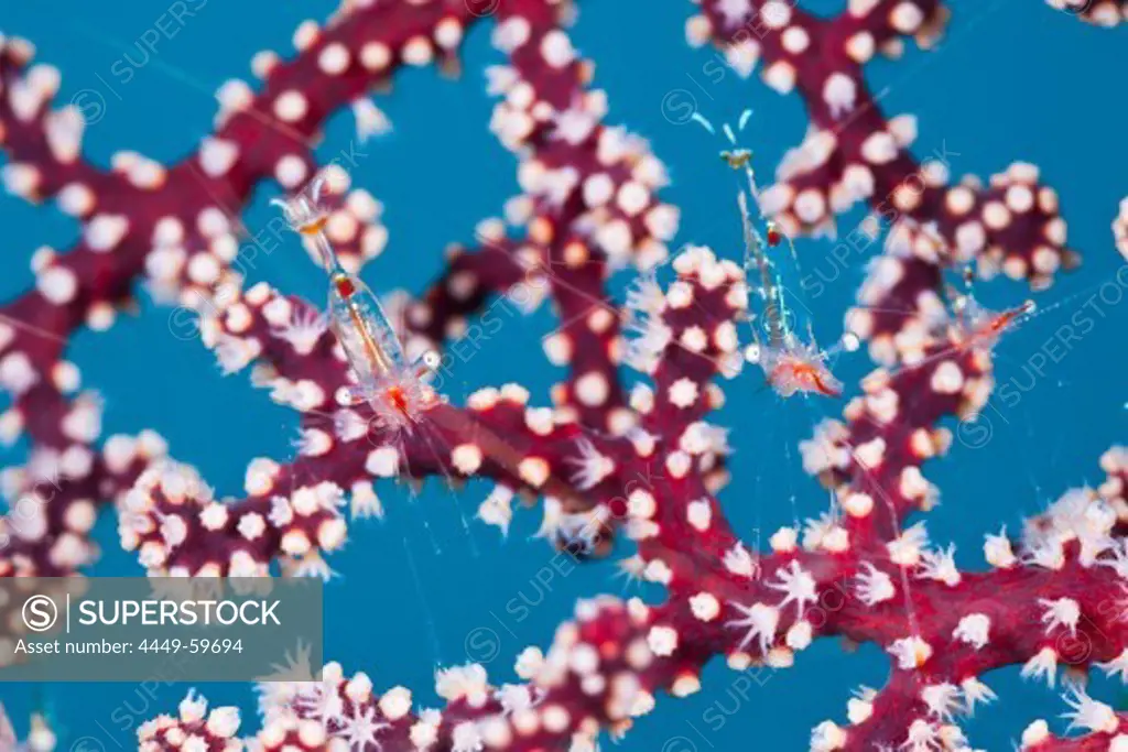 Commensal Shrimp on Seafan, Periclimenes psamathe, Cenderawasih Bay, WestPapua, Papua New Guinea, New Guinea, Oceania