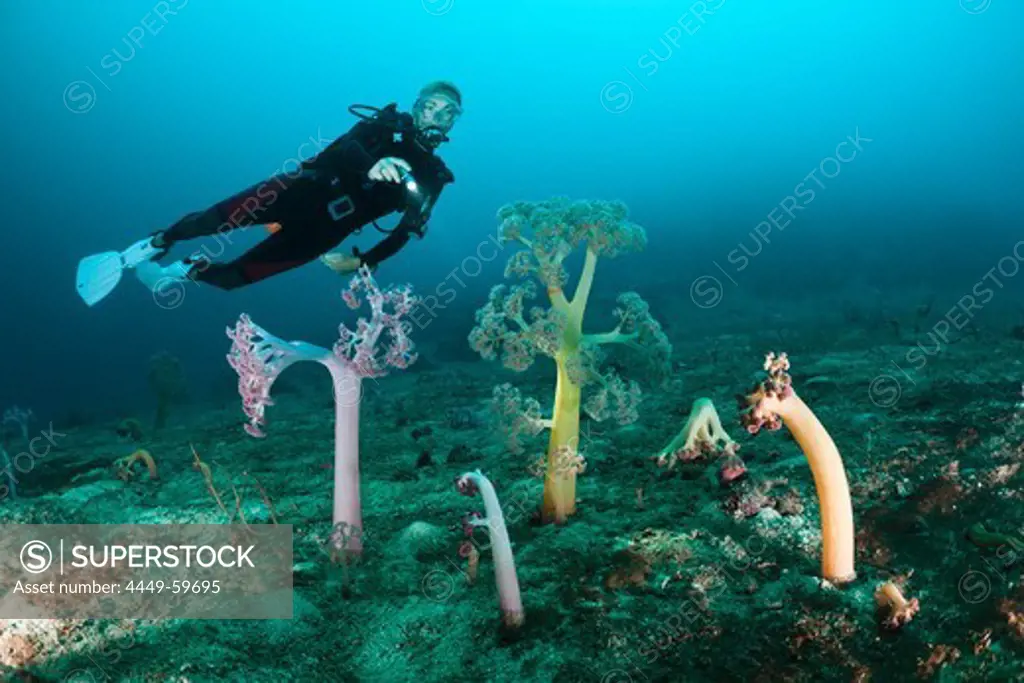 Soft Corals and Scuba Diver, Umbellulifera sp, Cenderawasih Bay, WestPapua, Papua New Guinea, New Guinea, Oceania