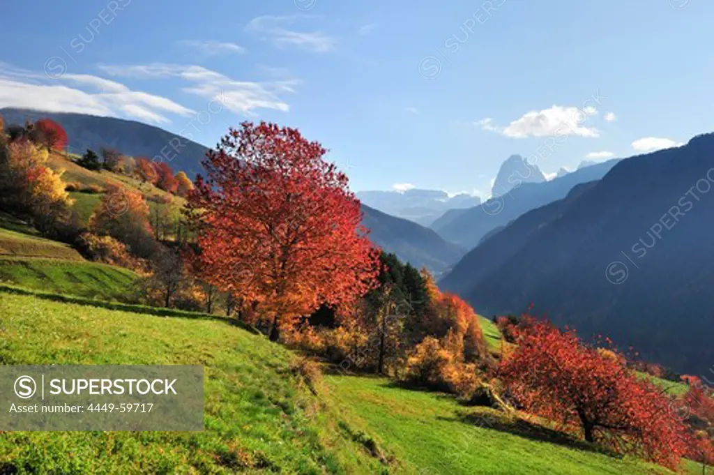 Fruit trees in autumn colours with Sella range and Langkofel range in background, valley of Groeden, Dolomites, UNESCO World Heritage Site Dolomites, South Tyrol, Italy, Europe