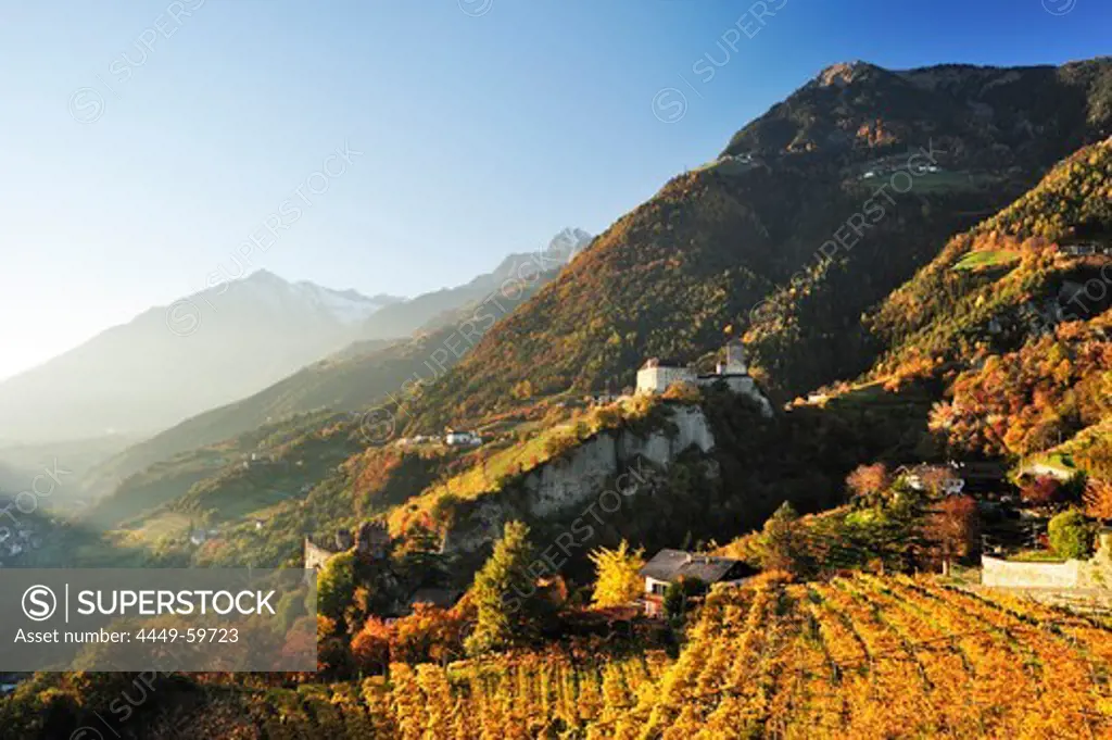 Castle Schloss Tirol with vineyards in autumn colours and Texel range in background, Schloss Tirol, Meran, South Tyrol, Italy, Europe
