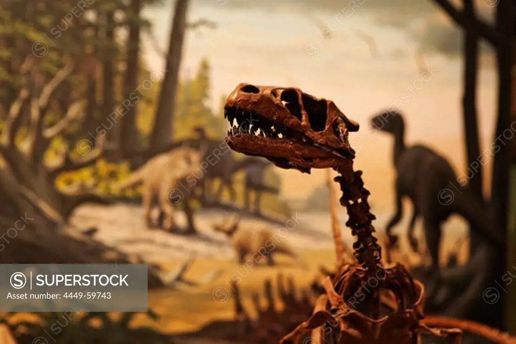 Display of a dinosaur skeleton, Heritage Center, Bismarck, Burleigh County, North Dakota, USA