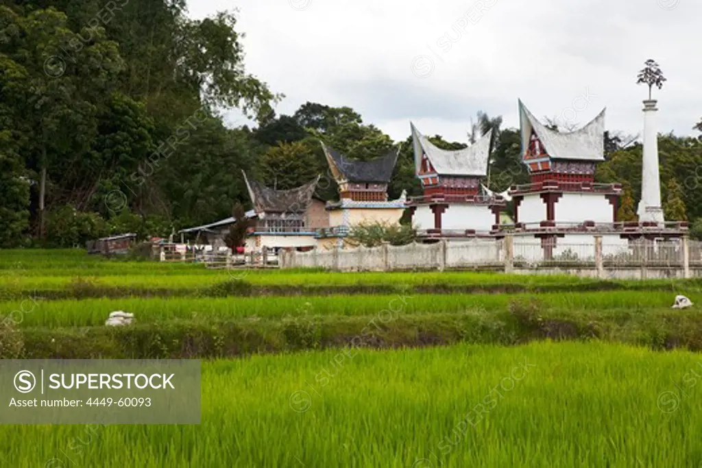 Rice fields and Batak tombs on Pulau Samosir Island in Lake Toba, Island of Sumatra, Indonesia, Southeast Asia