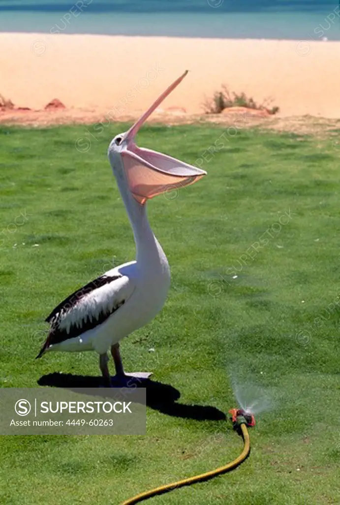 Pelican standing next to a lawn sprinkler, Shark Bay, Western Australia, Australia