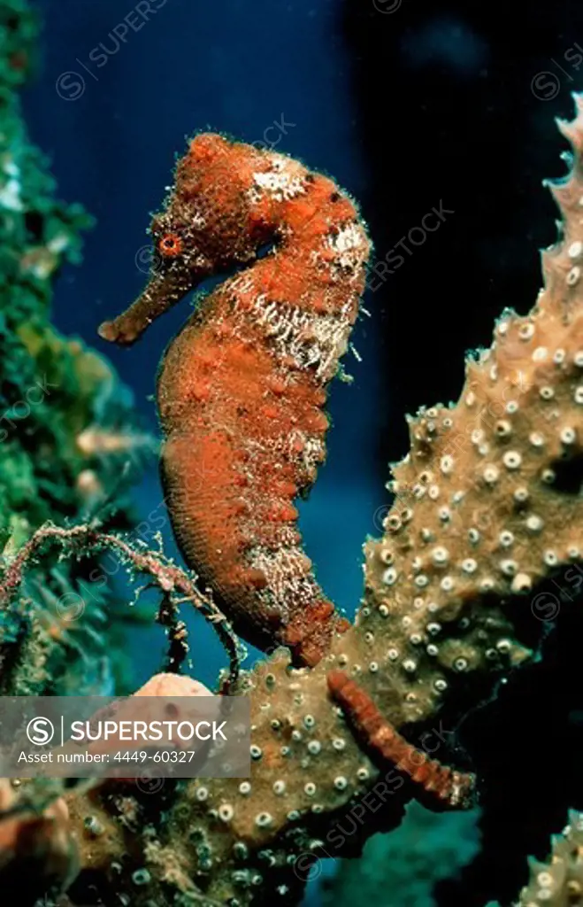 Longsnout Seahorse, Hippocampus reidi, Caribbean Dutch West Indies Island of Saba, Caribbean Sea