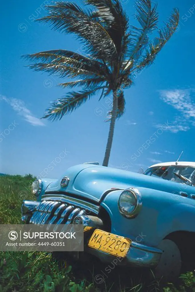 Vintage car with palm tree, Havana, Cuba