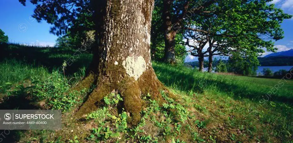 Oak tree, Staffelsee, Murnau, Landkreis Garmisch, Upper Bavaria, Bavaria, Germany