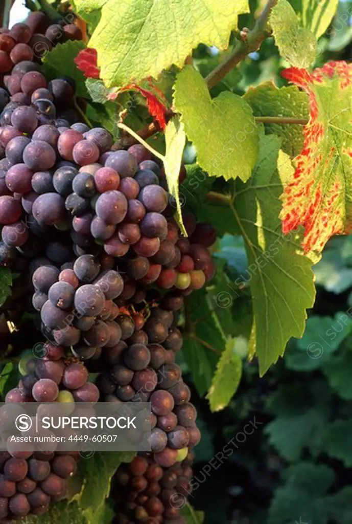 Grapes and vine leaves, Champagne, France, Europe