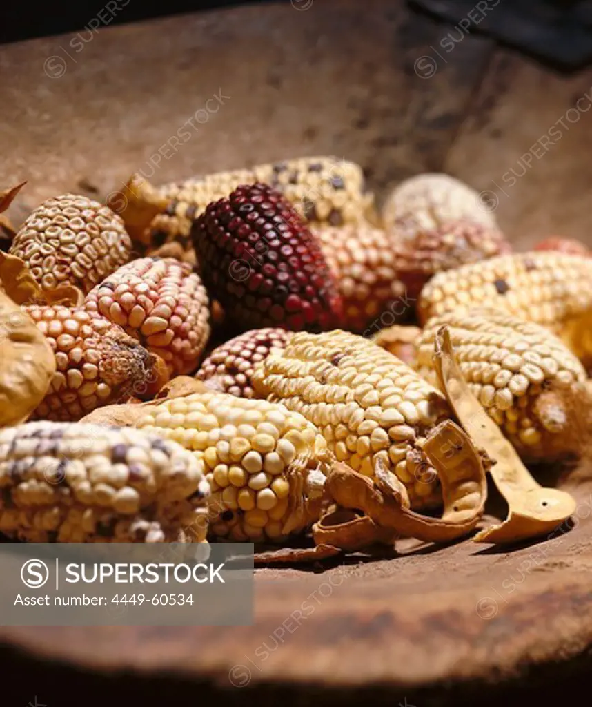 Still life with dried corn cobs