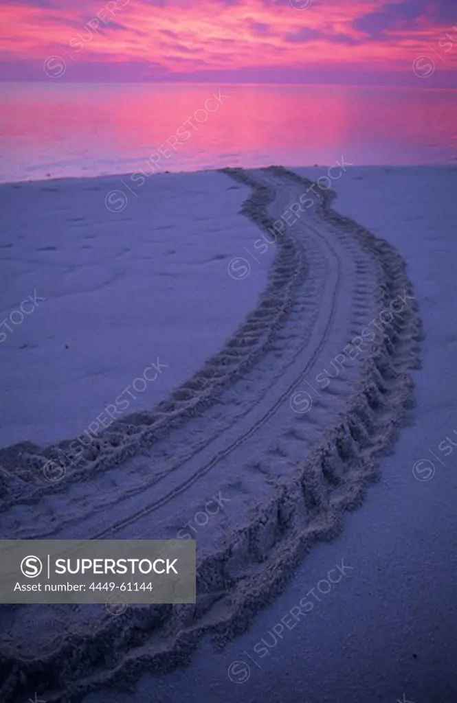 Tracks of a sea turtle which has returned to the ocean after laying her eggs, Heron Island, Great Barrier Reef, Australia