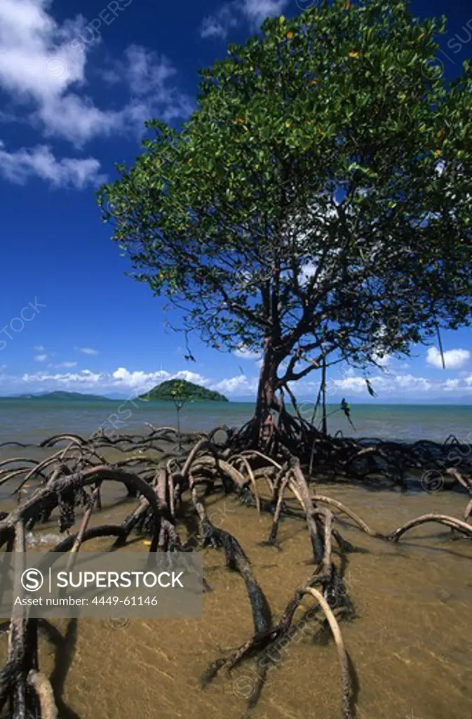 Mangroves, Dunk island, Family Islands group, Great Barrier Reef, Australia