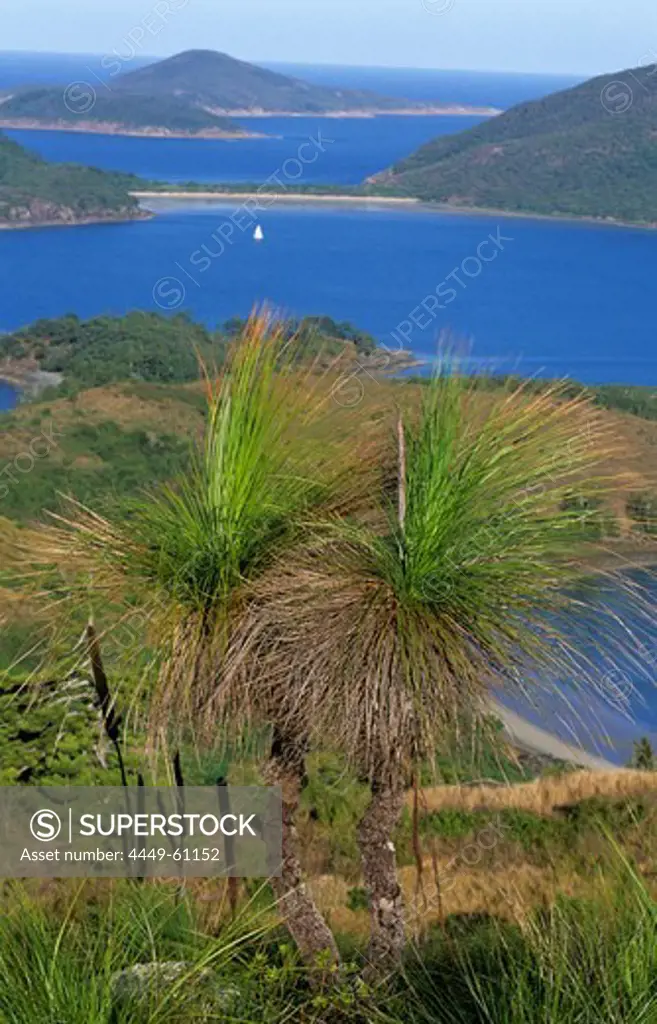 Grass trees on top of Mt. Oldfield on Lindeman Island, Whitsunday Islands, Great Barrier Reef, Australia