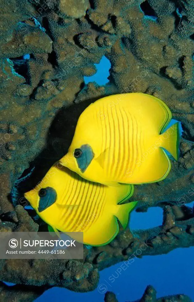 Two Masked Butterflyfishes, Chaetodon semilarvatus, Sudan, Africa, Red Sea