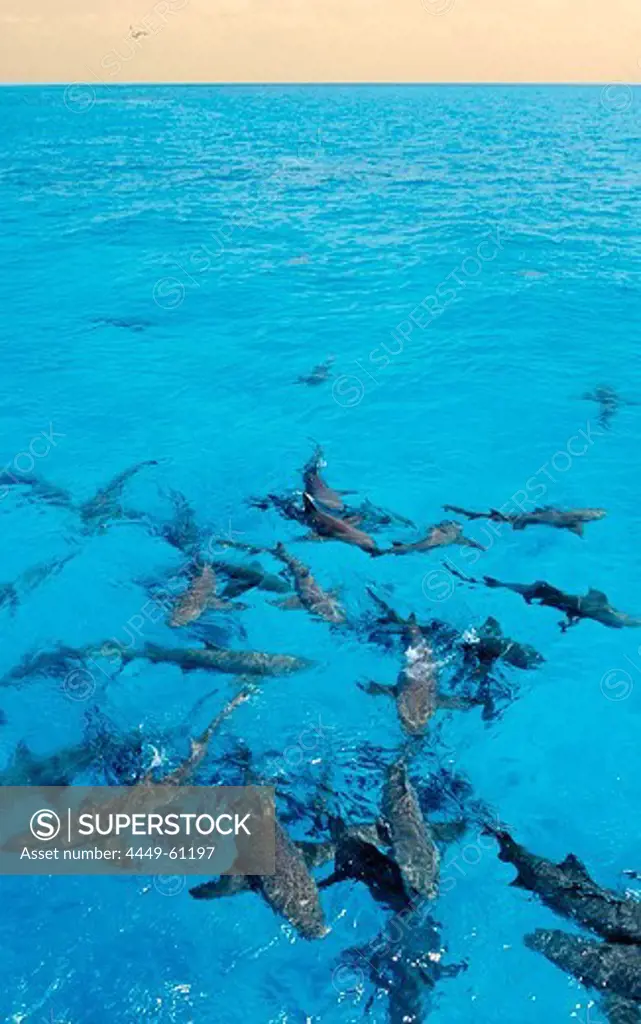 Lemon Sharks on the surface, Negaprion brevirostris, Bahamas, Atlantic Ocean