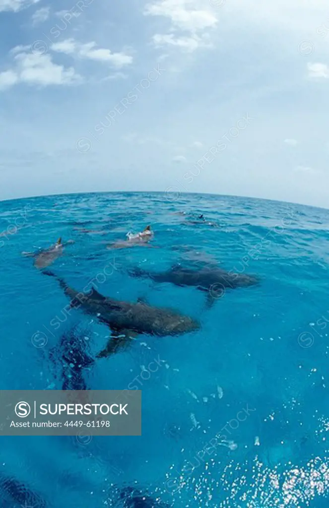 Lemon Sharks on the surface, Negaprion brevirostris, Bahamas, Atlantic Ocean