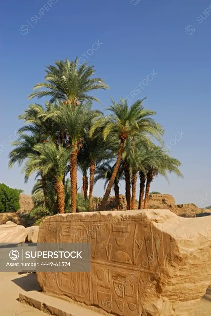 Fragment of wall with relief and group of palm trees, temple of Karnak, Egypt, Africa