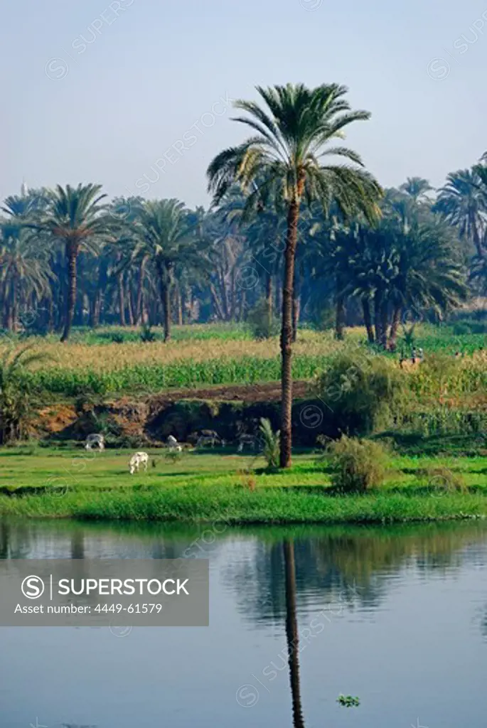 cruise on the Nile, farmers at bank with palm trees, Nile between Luxor and Dendera, Egypt, Africa