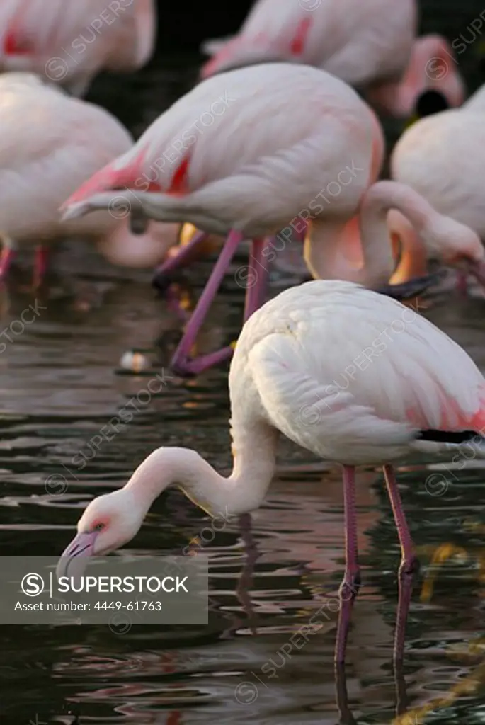 Pink flamingo fishing in lake, Phoenicopterus ruber, Caribbean Flamingo