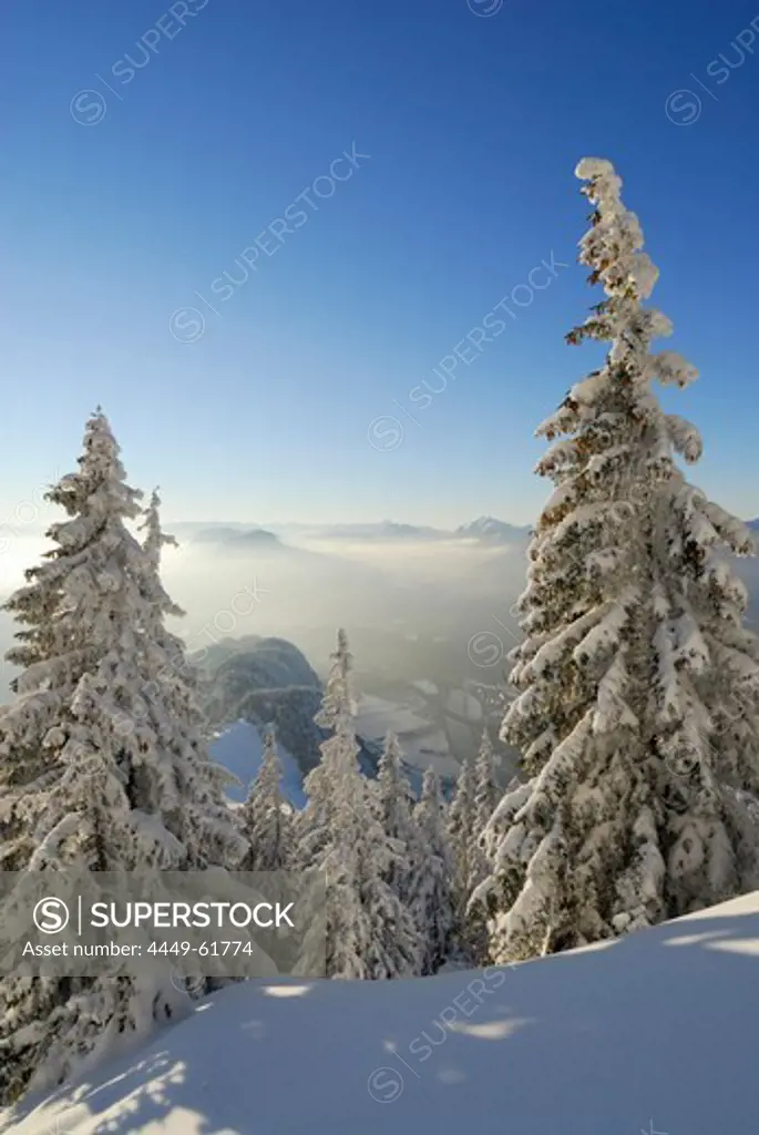 Snow-covered winter forest near hut Vorderkaiserfeldenhuette and fog bank in the valley of Inn, Zahmer Kaiser, Kaiser range, Kufstein, Tyrol, Austria