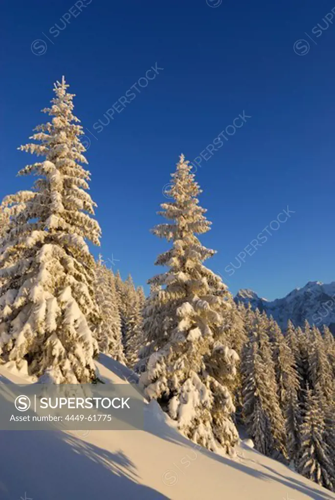 Snow-covered winter forest near hut Vorderkaiserfeldenhuette, Zahmer Kaiser, Kaiser range, Kufstein, Tyrol, Austria