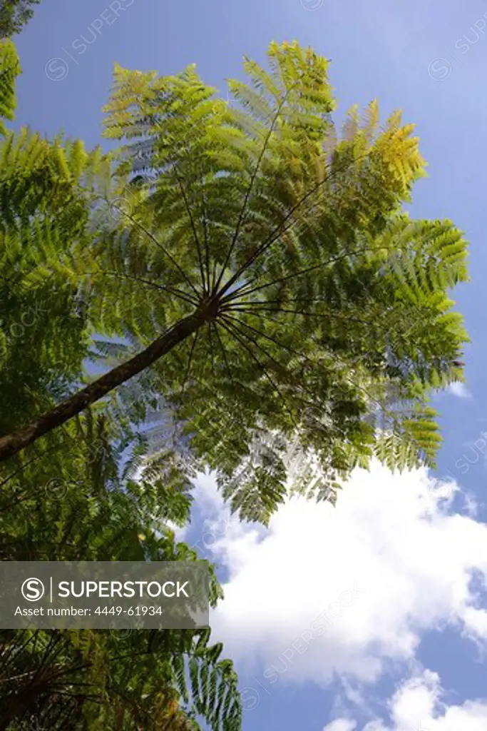 View at a tree fern at El Yunque National Park, Cordillera Central, Puerto Rico, Carribean, America