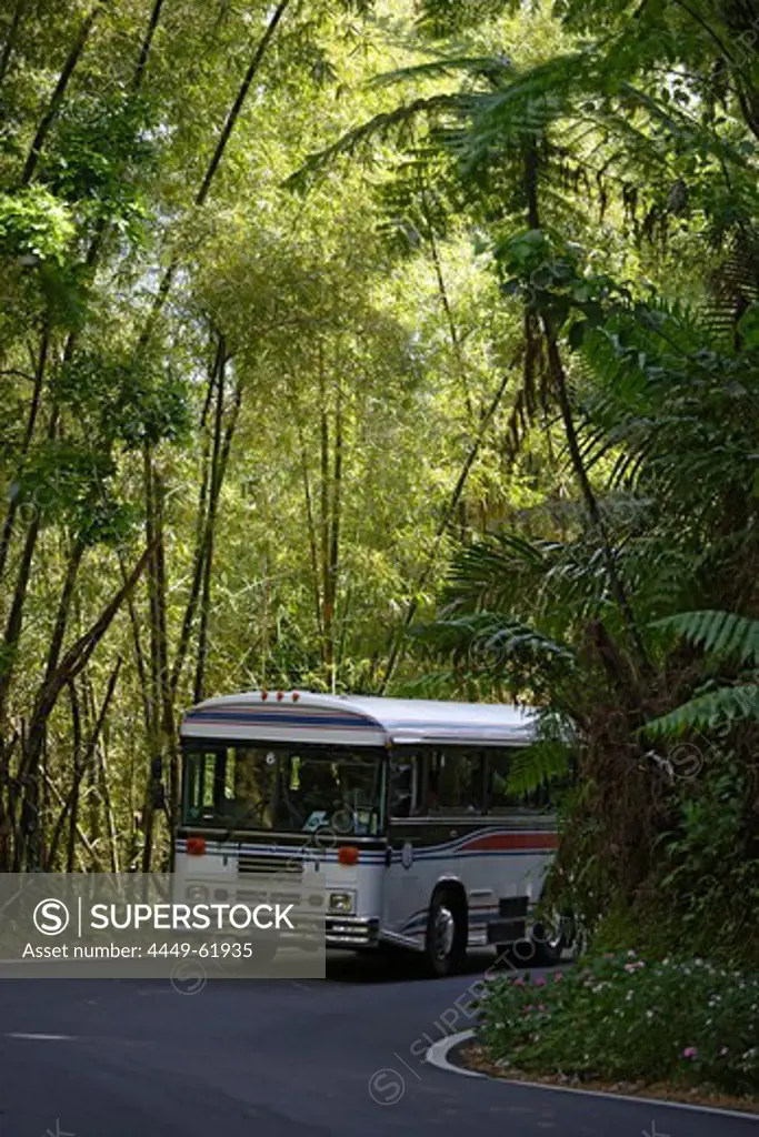 A bus driving on a street at El Yunque National Park, Cordillera Central, Puerto Rico, Carribean, America