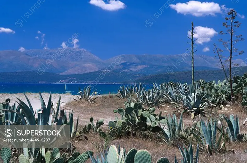Agave and cacti, beach near Gytheio, Peloponnes, Greece