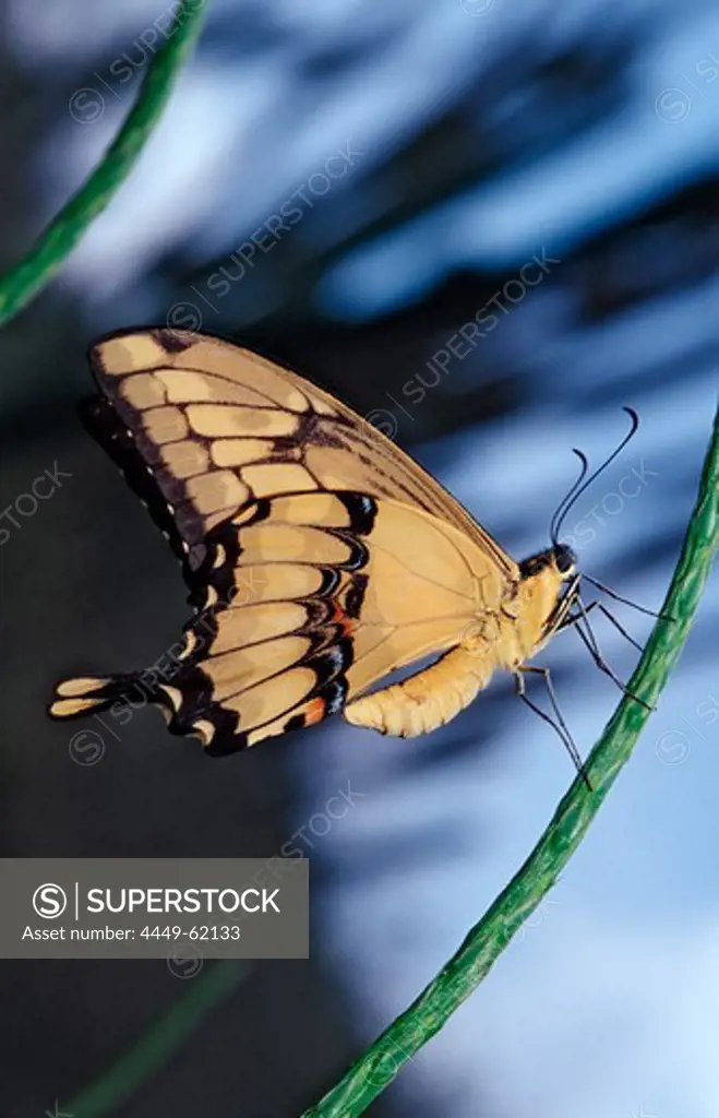 Thoas Swallowtail, Papilio thoas, Bras