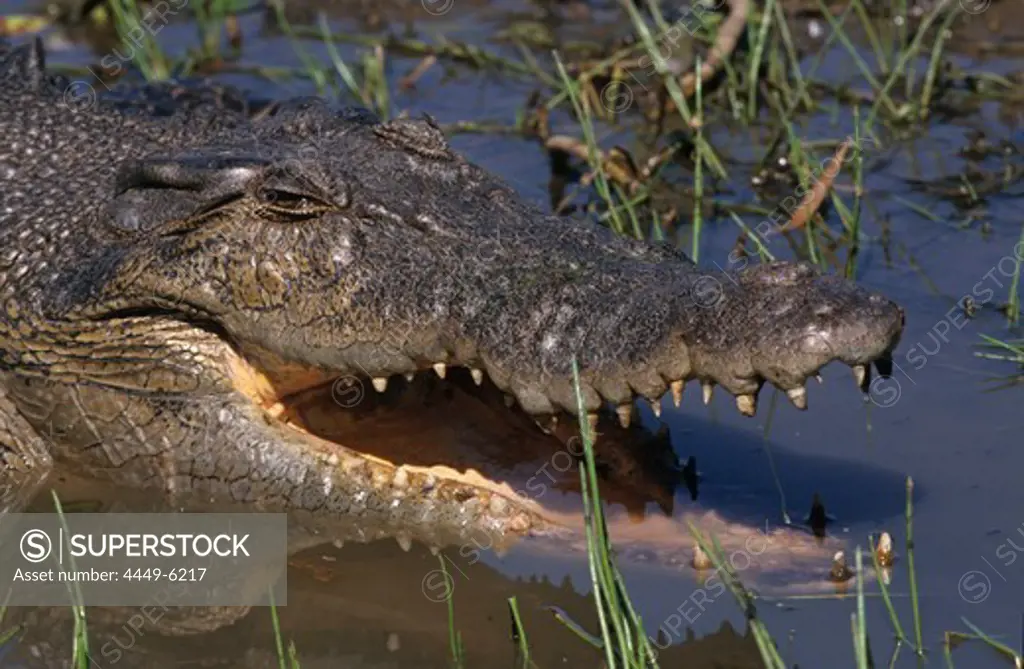 Estuarine crocodile, saltwater crocodile in the wild, the largest reptile, close-up, Northern Territory, Australia