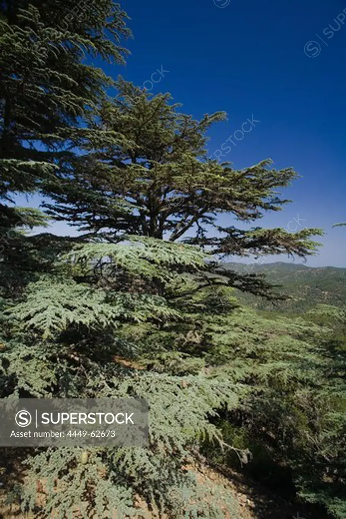 Cedar trees in a mountain landscape, Cedar valley, Tripylos mountain, Troodos mountains, South Cyprus, Cyprus