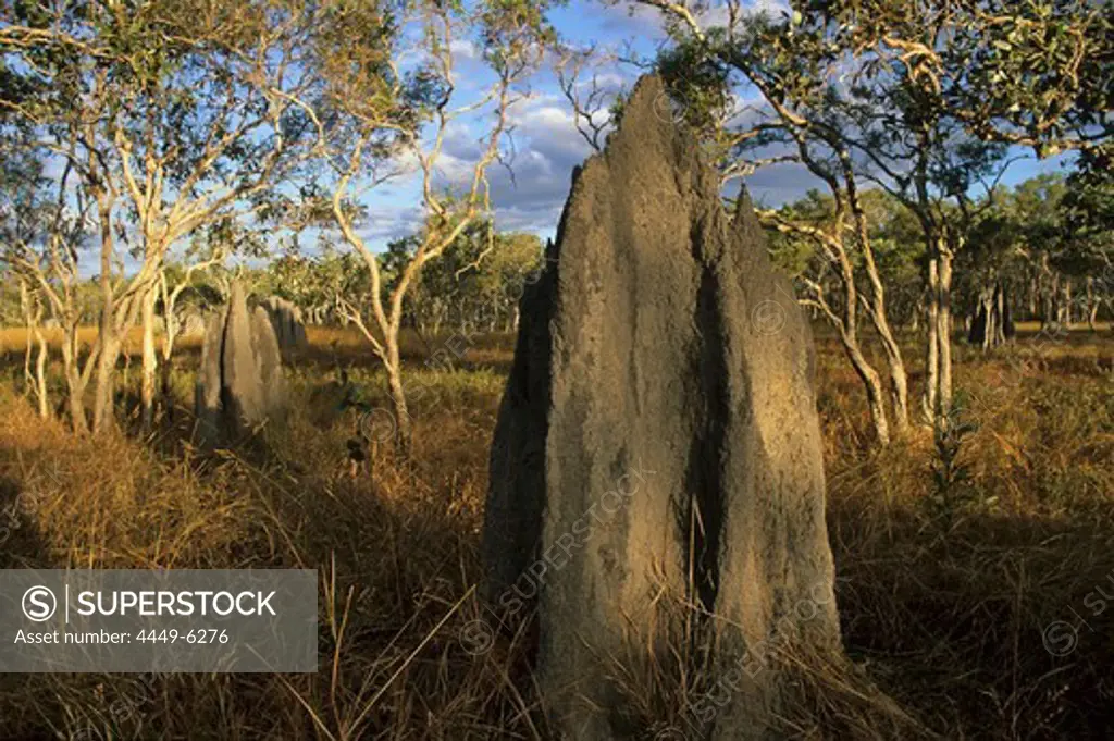 Magnetic termite hill, Nifold Plains, Cape York Peninsula, Queensland, Australia