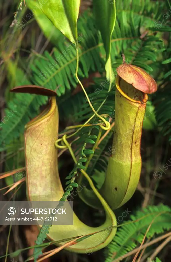 The Carnivorous pitcher plant is found in swamps and along rivers on the Cape York Peninsula, Queensland, Australia