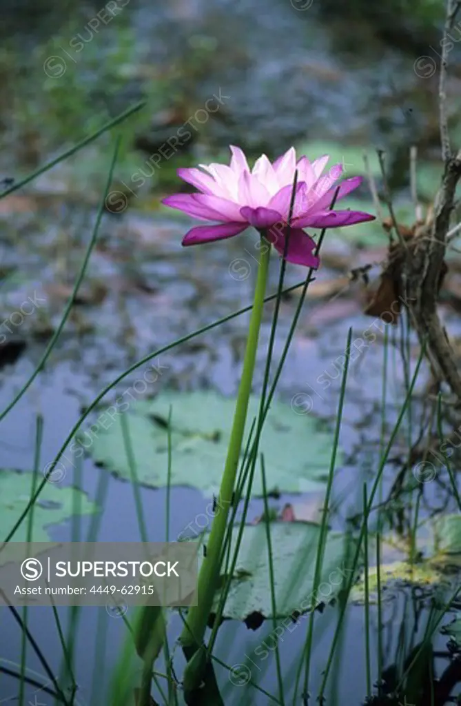 Water lilies in a billabong in Lakefield National Park, Queensland, Australia