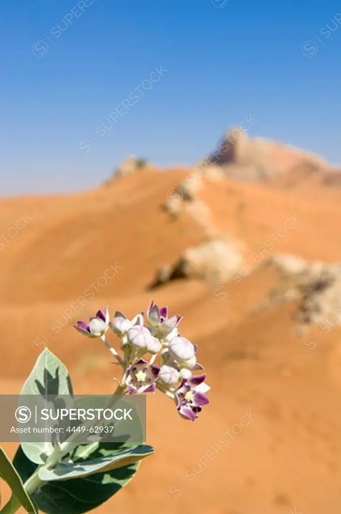 Flowers growing in the desert sand, Dubai, United Arab Emirates