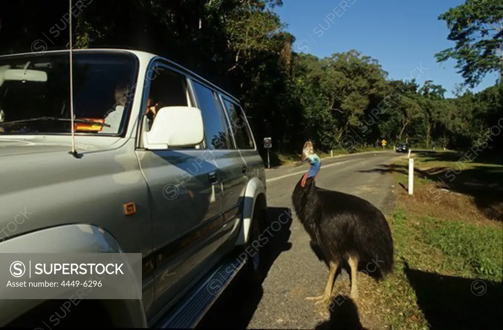 Cassowary standing near car, street in the forest, Queensland, Australia