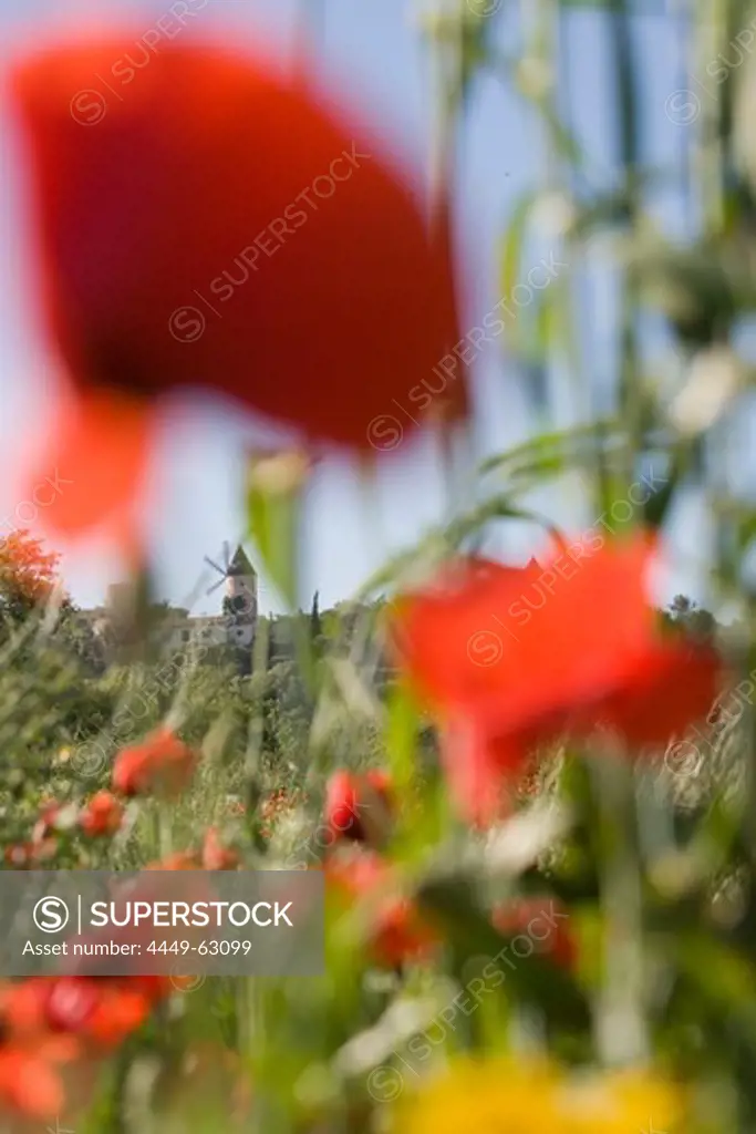 Red Poppy Meadow and Windmill, Santa Eugenia, Mallorca, Balearic Islands, Spain
