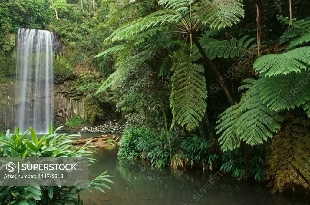 Millaa Millaa Waterfall, rainforest, Atherton Tablelands, Queensland, Australia
