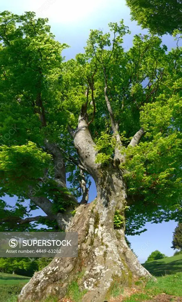 big tree with giant trunk, Alpe del Borgo, Monte San Primo, lake Comer See, Como, Lombardy, Italy