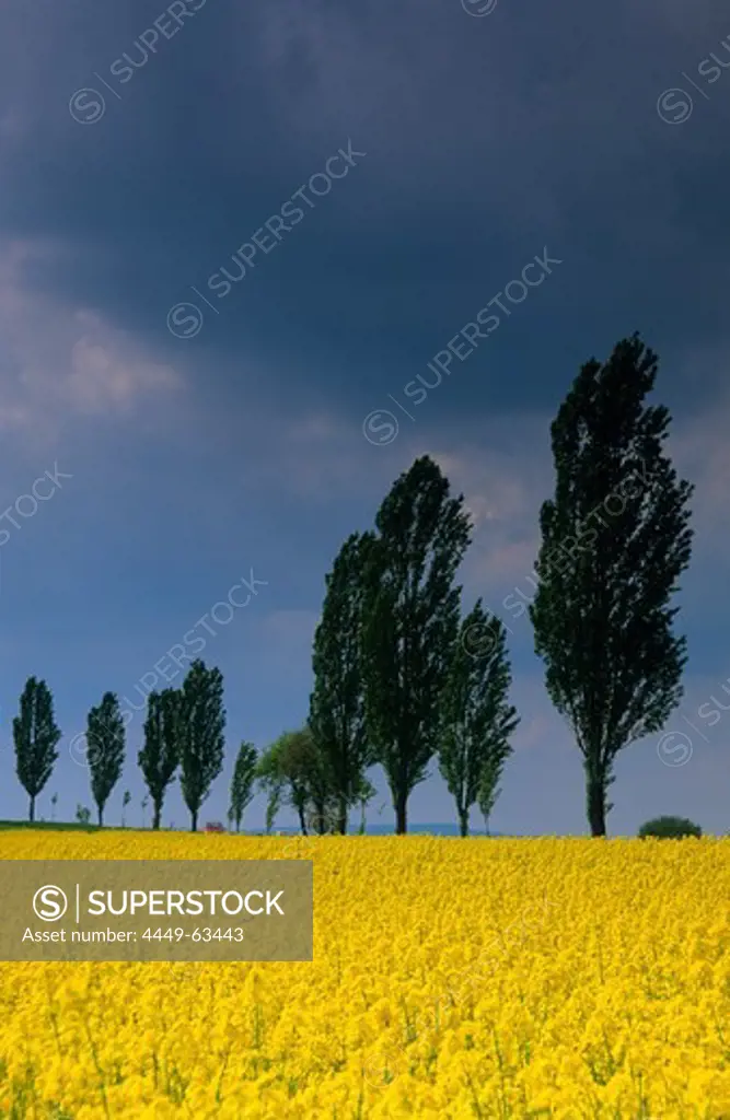 Europe, Germany, Lower Saxony, canola fields and avenues of trees near Duderstadt, Eichsfeld