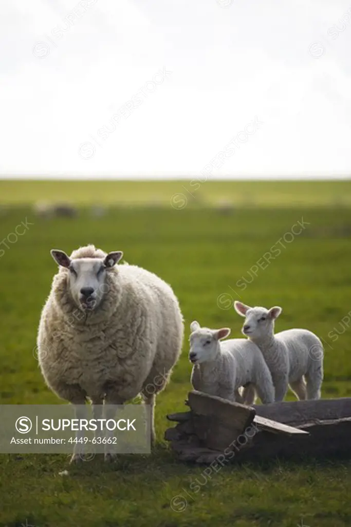 Sheep and lambs on dike, St. Peter Ording, Schleswig-Holstein, Germany