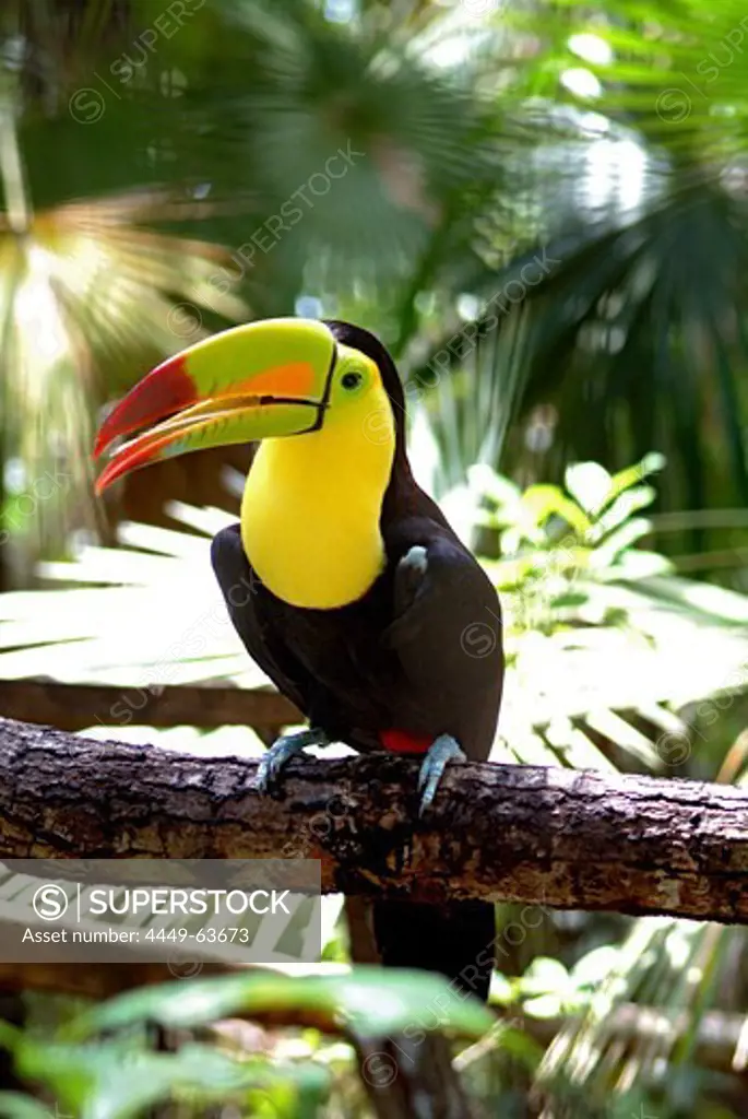 Tucan in the Belize rainforest, Belize, Central America
