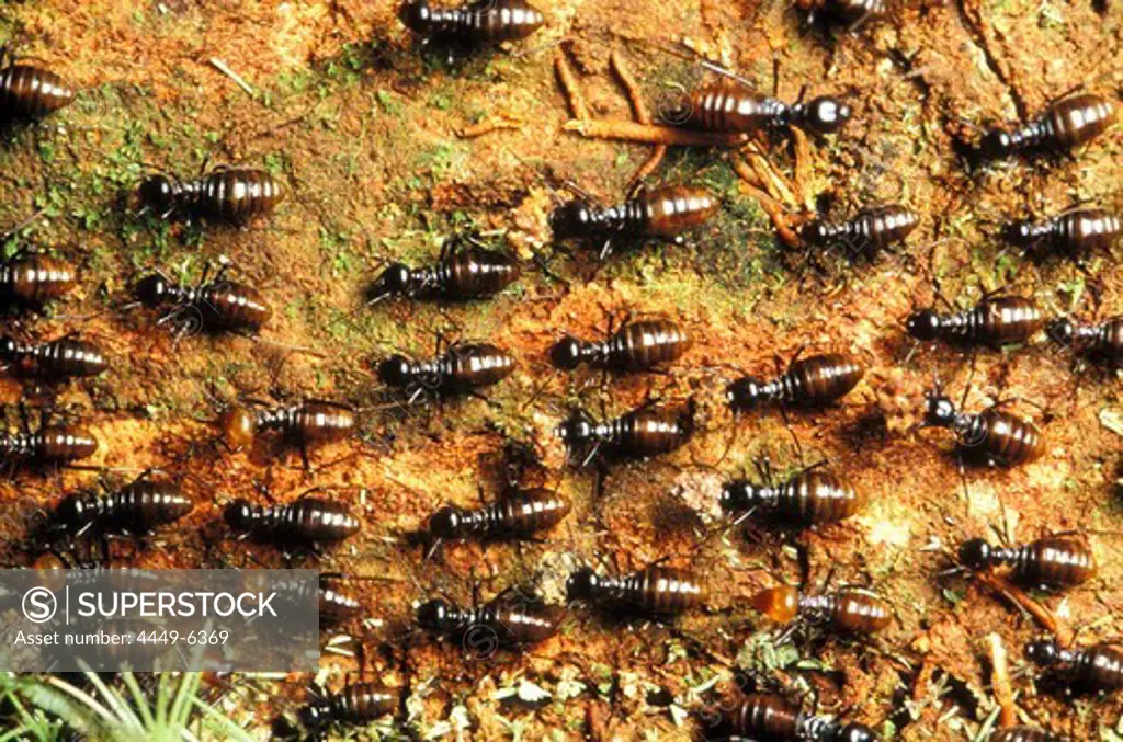 Termites, Borneo, Indonesia, Asia