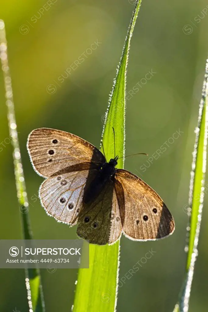 Ringlet butterfly with dew, Aphantopus hyperanthus, Upper Bavaria, Germany