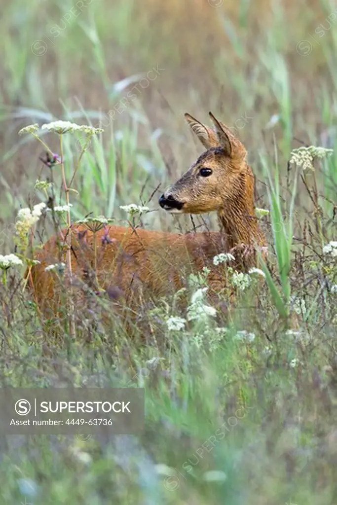 Roe Deer in meadow, female, Capreolus capreolus, Bavaria, Germany