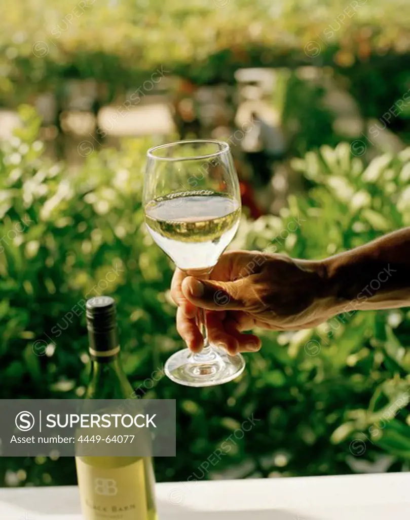 Wine tasting, hand holding a wineglass of white wine, Black Barn Vineyards, Havelock North, Hawke`s Bay, North Island, New Zealand
